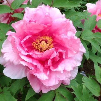 Pink flower in bloom with leaves and foliage surrounding it.