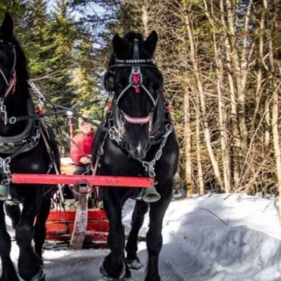 Two black horses dragging a sleigh in a wooded area