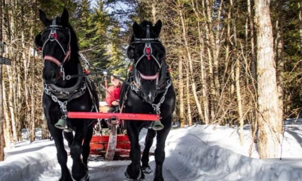 Two black horses dragging a sleigh in a wooded area