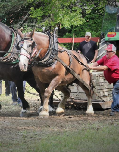 horses at horse pull